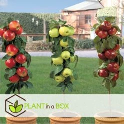 Set De 3 Pommiers - Pot ⌀9cm - H.60-70cm (hauteur Pot Incluse) 9 Set De 3 Pommiers - Pot ⌀9cm - H.60-70cm (hauteur Pot Incluse) -Emerald Soldes 642332688c9973.24149843