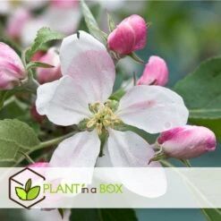 Set De 3 Pommiers - Pot ⌀9cm - H.60-70cm (hauteur Pot Incluse) 12 Set De 3 Pommiers - Pot ⌀9cm - H.60-70cm (hauteur Pot Incluse) -Emerald Soldes 6423326890bc71.46991350