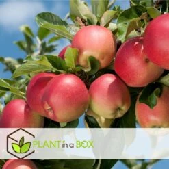 Set De 3 Pommiers - Pot ⌀9cm - H.60-70cm (hauteur Pot Incluse) 11 Set De 3 Pommiers - Pot ⌀9cm - H.60-70cm (hauteur Pot Incluse) -Emerald Soldes 642332689513f1.48220910