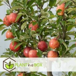 Set De 3 Pommiers - Pot ⌀9cm - H.60-70cm (hauteur Pot Incluse) 13 Set De 3 Pommiers - Pot ⌀9cm - H.60-70cm (hauteur Pot Incluse) -Emerald Soldes 642332689d8f40.55591918