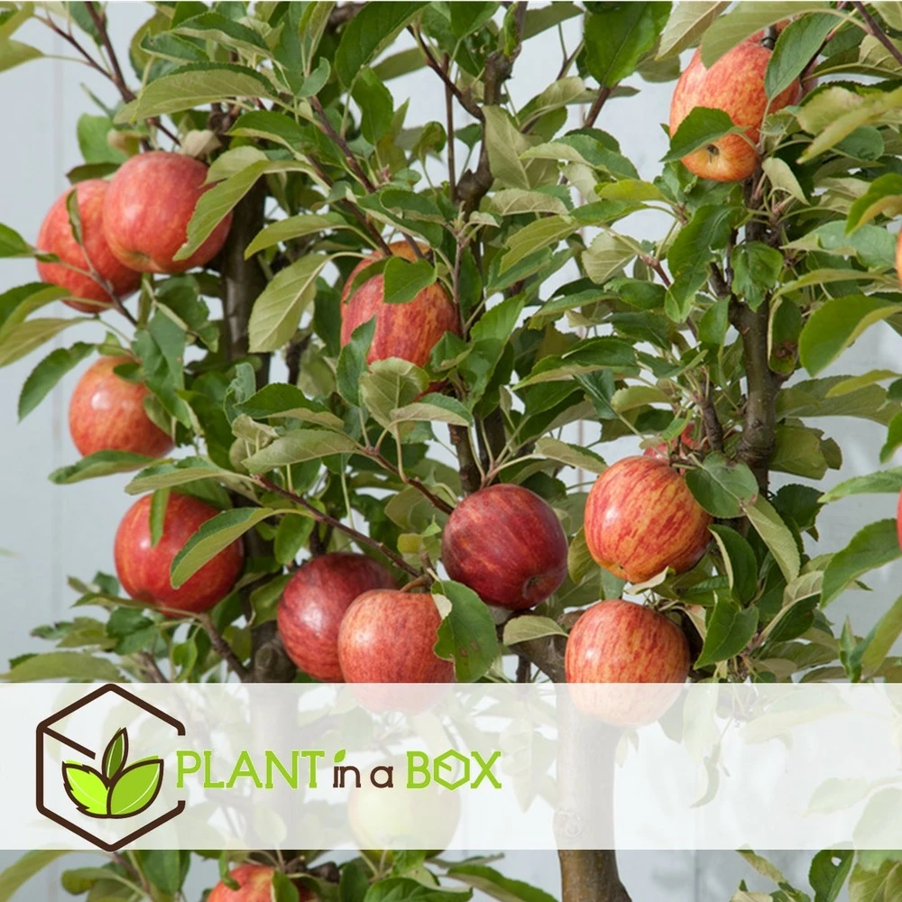 Set De 3 Pommiers - Pot ⌀9cm - H.60-70cm (hauteur Pot Incluse) 7 Set De 3 Pommiers - Pot ⌀9cm - H.60-70cm (hauteur Pot Incluse) – Image 7