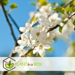 Assorti De 3 Arbres Fruitiers - Pot ⌀9cm - H.60-70cm (hauteur Pot Incluse) -Emerald Soldes 64233269be5622.46374168