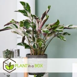 Calathea 'white Fusion' - Pot ⌀14cm - H.30-40cm (hauteur Pot Incluse) -Emerald Soldes 6423335ecc24f3.00608541