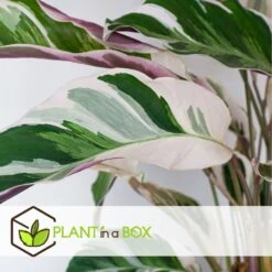 Calathea 'white Fusion' - Pot ⌀14cm - H.30-40cm (hauteur Pot Incluse) -Emerald Soldes 6423335ed08de5.87372206