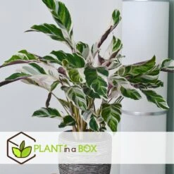 Calathea 'white Fusion' - Pot ⌀14cm - H.30-40cm (hauteur Pot Incluse) -Emerald Soldes 6423335ed559f6.10005262