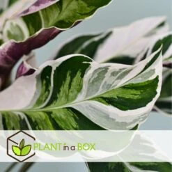 Calathea 'white Fusion' - Pot ⌀14cm - H.30-40cm (hauteur Pot Incluse) -Emerald Soldes 6423335eda0cd7.05143036