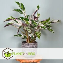 Calathea 'white Fusion' - Pot ⌀14cm - H.30-40cm (hauteur Pot Incluse) -Emerald Soldes 6423335ee30885.64669425