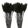12 Tiges De Lagurus Séchés Noirs - 45 Cm
