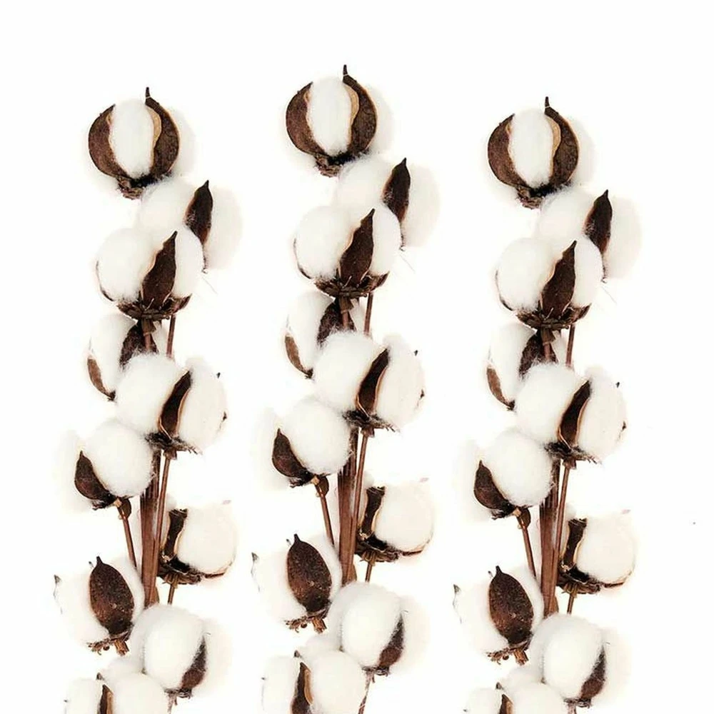 3 Branches De Coton Séché 10 Fleurs - 70 Cm 1 3 Branches De Coton Séché 10 Fleurs - 70 Cm