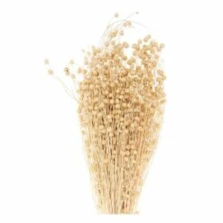 Lins Séchés Naturel - 70 Cm -Emerald Soldes 6425847b173239.47884518