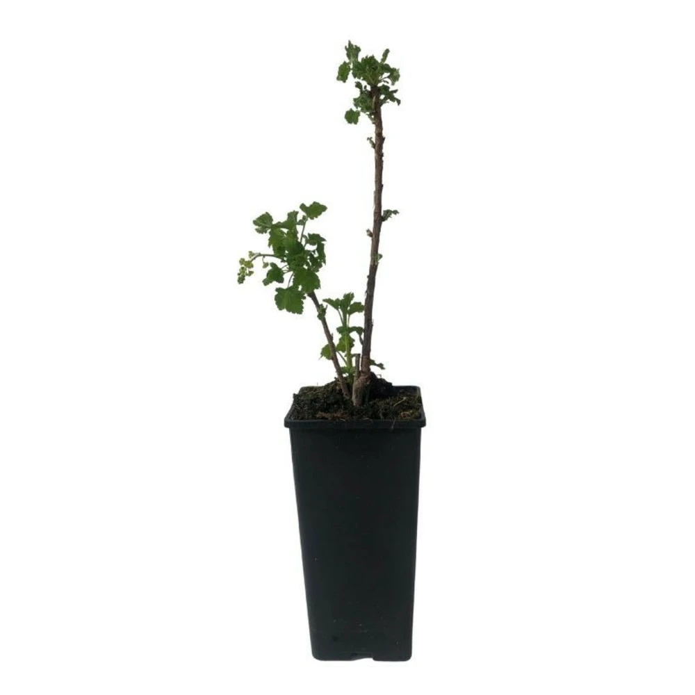 Plant Groseillier London Market Pot 2l 2 Plant Groseillier London Market Pot 2l – Image 2
