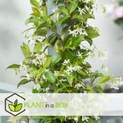 Jasmin Xl - Set De 2 - Vigne Grimpante - Pot 17cm - Hauteur 110-120cm -Emerald Soldes 6426d296c62e83.77898784