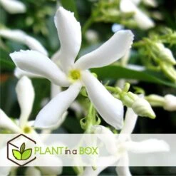 Jasmin Xl - Set De 2 - Vigne Grimpante - Pot 17cm - Hauteur 110-120cm -Emerald Soldes 6426d296d6b130.43381225