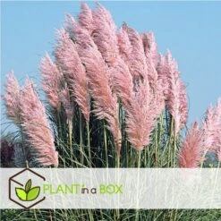 Cortaderia Selloana - Set De 3 - La Pampa - Rose - Pot 9cm - Hauteur 25-40cm 7 Cortaderia Selloana - Set De 3 - La Pampa - Rose - Pot 9cm - Hauteur 25-40cm -Emerald Soldes 6426d369de0020.70880671