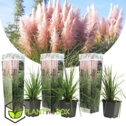 Cortaderia Selloana - Set De 3 - La Pampa - Rose - Pot 9cm - Hauteur 25-40cm 6 Cortaderia Selloana - Set De 3 - La Pampa - Rose - Pot 9cm - Hauteur 25-40cm -Emerald Soldes 6426d369ed3477.62160885