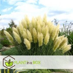 Cortaderia Selloana - Set De 3 - La Pampa - Blanc - Pot 9cm - Hauteur 25-40cm 7 Cortaderia Selloana - Set De 3 - La Pampa - Blanc - Pot 9cm - Hauteur 25-40cm -Emerald Soldes 6426d36bc2a668.31887290