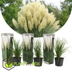 Cortaderia Selloana - Set De 3 - La Pampa - Blanc - Pot 9cm - Hauteur 25-40cm 6 Cortaderia Selloana - Set De 3 - La Pampa - Blanc - Pot 9cm - Hauteur 25-40cm -Emerald Soldes 6426d36bcbe739.61225323
