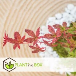 Acer Palmatum 'beni Maiko' - érable Du Japon - Pot 19cm - Hauteur 60-70cm 7 Acer Palmatum 'beni Maiko' - érable Du Japon - Pot 19cm - Hauteur 60-70cm -Emerald Soldes 6426d375c7d192.60013909