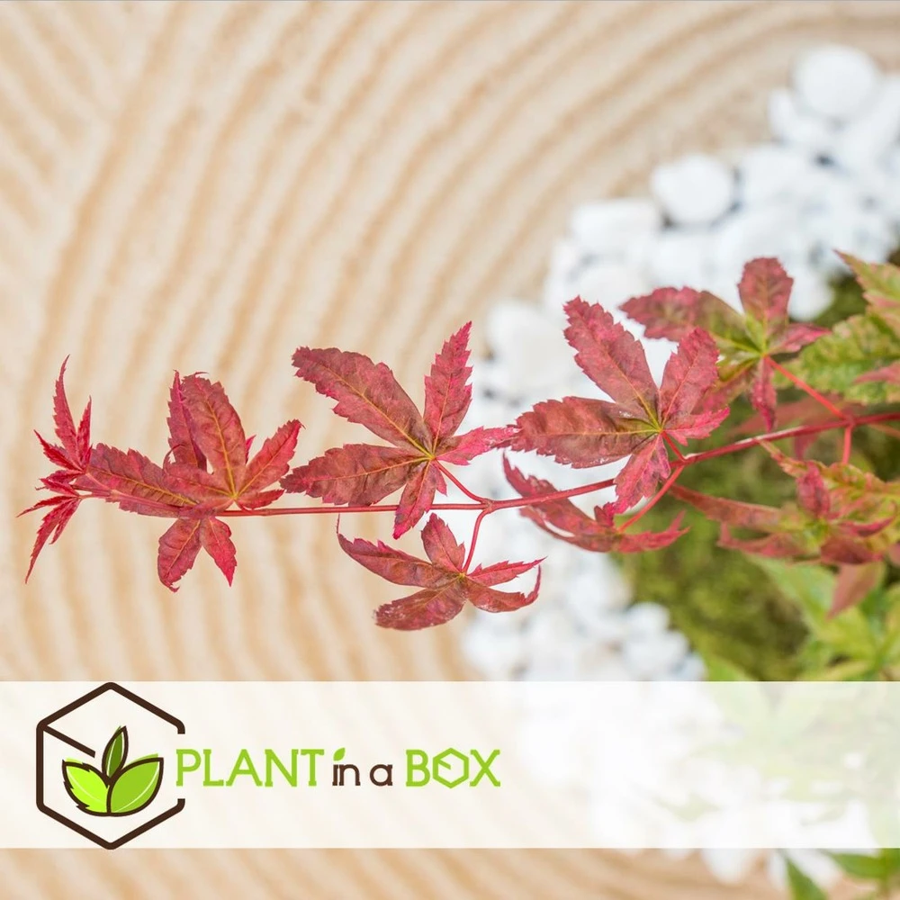 Acer Palmatum 'beni Maiko' - érable Du Japon - Pot 19cm - Hauteur 60-70cm 4 Acer Palmatum 'beni Maiko' - érable Du Japon - Pot 19cm - Hauteur 60-70cm – Image 4