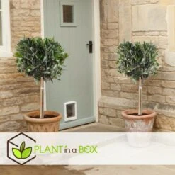 Olea Europaea - Set De 2 - D'olivier Dans Un Panier - Pot 14cm - Hauteur 45-55cm 6 Olea Europaea - Set De 2 - D'olivier Dans Un Panier - Pot 14cm - Hauteur 45-55cm -Emerald Soldes 6426d381a6a7a4.38830444