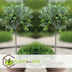 Olea Europaea - Set De 2 - D'olivier Dans Un Panier - Pot 14cm - Hauteur 45-55cm 7 Olea Europaea - Set De 2 - D'olivier Dans Un Panier - Pot 14cm - Hauteur 45-55cm -Emerald Soldes 6426d381b49471.23857350