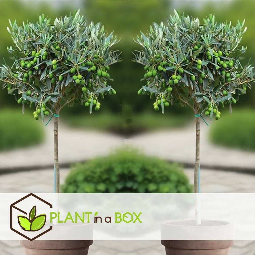 Olea Europaea - Set De 2 - D'olivier Dans Un Panier - Pot 14cm - Hauteur 45-55cm 4 Olea Europaea - Set De 2 - D'olivier Dans Un Panier - Pot 14cm - Hauteur 45-55cm – Image 4