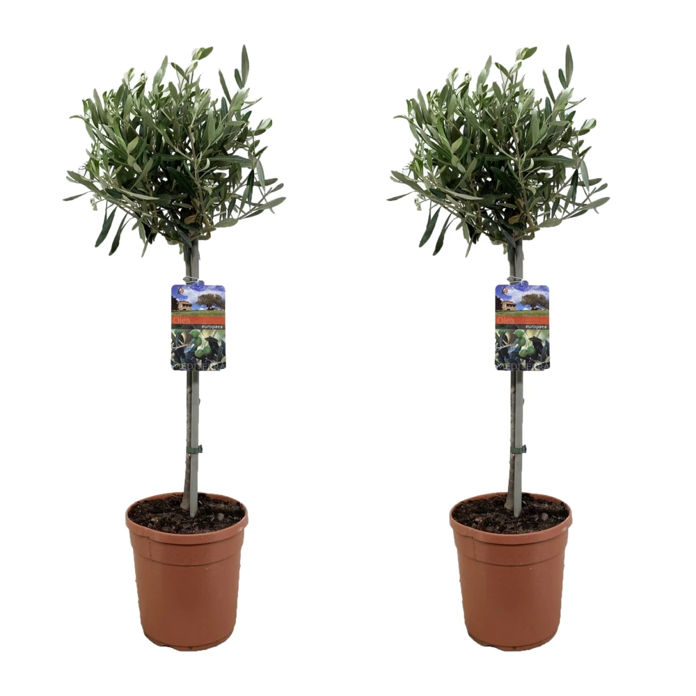 Olea Europaea - Olivier Sur Tige - Set De 2 - Pot 19cm - Hauteur 80-90cm 1 Olea Europaea - Olivier Sur Tige - Set De 2 - Pot 19cm - Hauteur 80-90cm