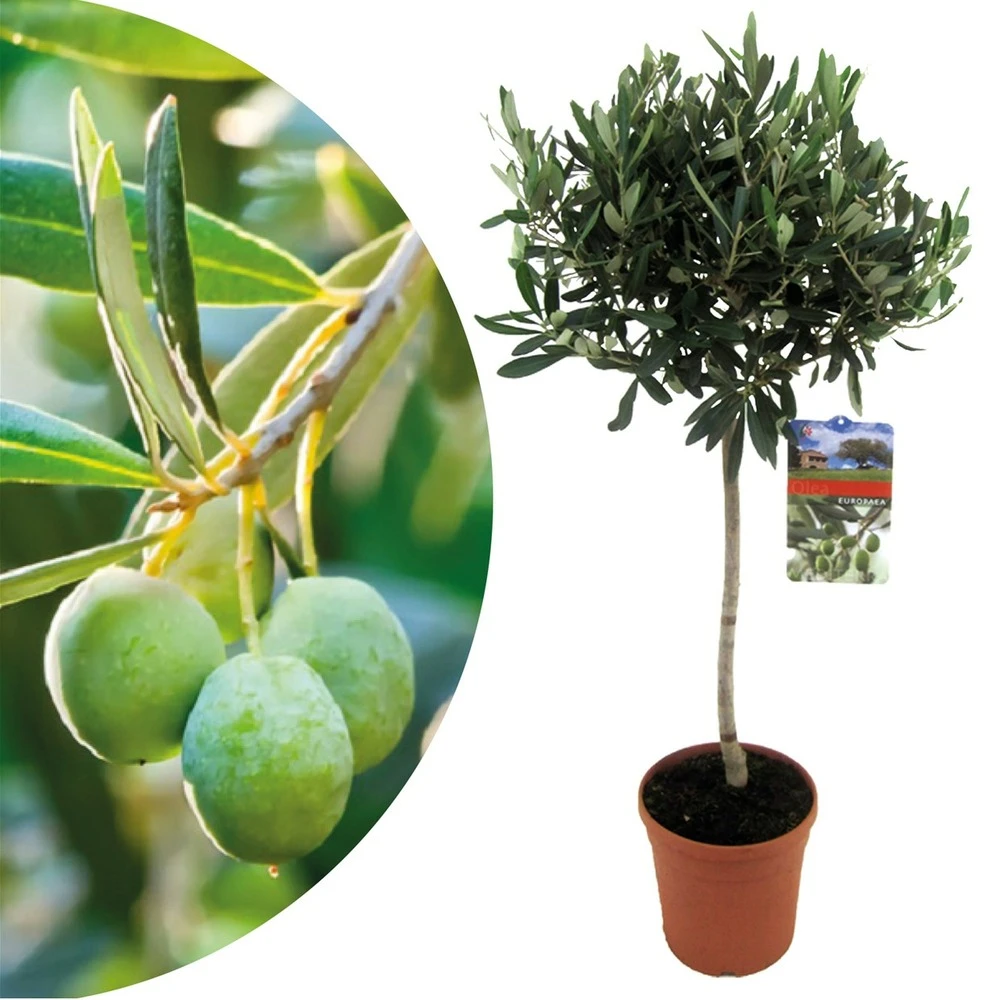 Olea Europaea - Olivier Rustique Sur Tige - Pot 21cm - Hauteur 90-100cm 1 Olea Europaea - Olivier Rustique Sur Tige - Pot 21cm - Hauteur 90-100cm