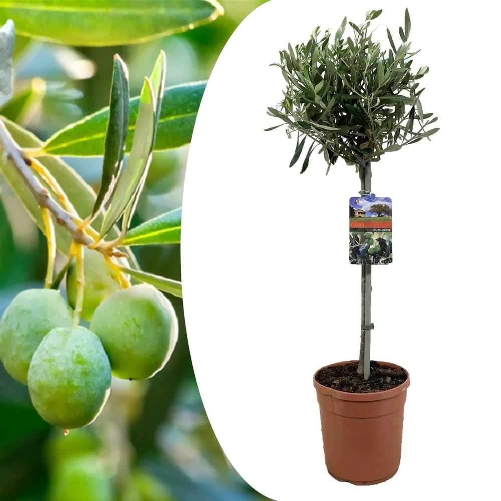 Olea Europaea - Olivier Rustique Sur Tige - Pot 19cm - Hauteur 80-90cm 1 Olea Europaea - Olivier Rustique Sur Tige - Pot 19cm - Hauteur 80-90cm
