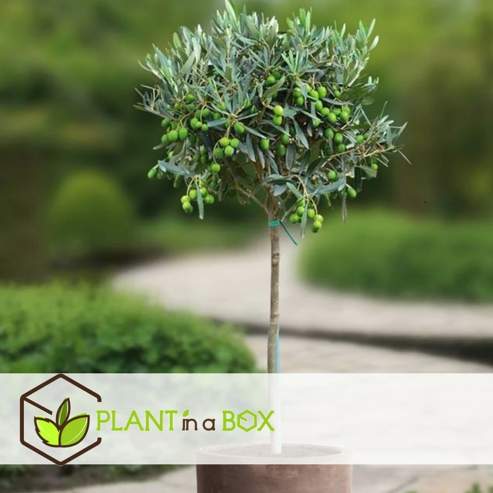 Olea Europaea - Olivier Rustique Sur Tige - Pot 19cm - Hauteur 80-90cm 4 Olea Europaea - Olivier Rustique Sur Tige - Pot 19cm - Hauteur 80-90cm – Image 4