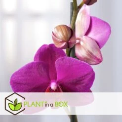 Phalaenopsis Multiflora - Orchidée Pourpre - Pot 12cm - Hauteur 35-45cm 6 Phalaenopsis Multiflora - Orchidée Pourpre - Pot 12cm - Hauteur 35-45cm -Emerald Soldes 6426d60b053594.26028170