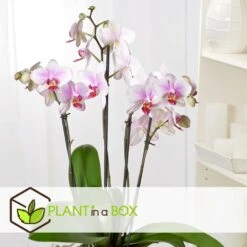 Phalaenopsis Multiflora - Orchidée Rose - Pot 12cm - Hauteur 35-45cm -Emerald Soldes 6426d60b77b9a2.00287060