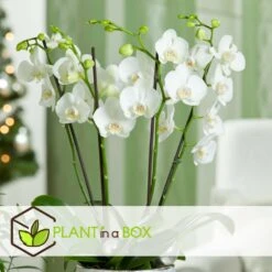 Phalaenopsis Multiflora - Orchidée Blanc - Pot 12cm - Hauteur 35-45cm -Emerald Soldes 6426d60c209507.23720790