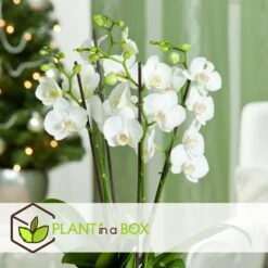 Phalaenopsis Multiflora - Orchidée Blanc - Pot 12cm - Hauteur 35-45cm -Emerald Soldes 6426d60c268081.57320546