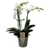 Phalaenopsis Multiflora - Orchidée Blanc - Pot 12cm - Hauteur 35-45cm