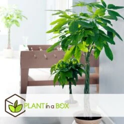 Pachira Aquatica - "money Tree" - Pot 17cm - Hauteur 60-70cm -Emerald Soldes 6426d61134eda5.40007499