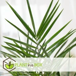 Phoenix Canariensis - Palmier Dattier - Pot 19cm - Hauteur 80-100cm -Emerald Soldes 6426d611c7d867.88090118