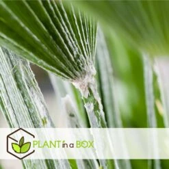 Chamaerops Humilis - Set De 2 - Palmier - Pot 15cm - Hauteur 50-60cm 7 Chamaerops Humilis - Set De 2 - Palmier - Pot 15cm - Hauteur 50-60cm -Emerald Soldes 6426d61279d5a9.65125664