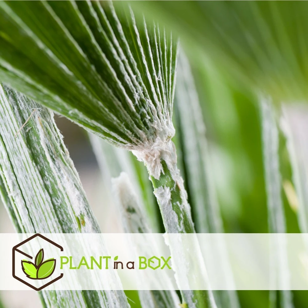 Chamaerops Humilis - Set De 2 - Palmier - Pot 15cm - Hauteur 50-60cm 4 Chamaerops Humilis - Set De 2 - Palmier - Pot 15cm - Hauteur 50-60cm – Image 4