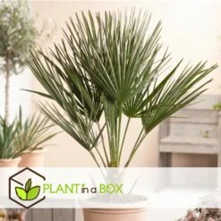 Chamaerops Humilis - Set De 2 - Palmier - Pot 15cm - Hauteur 50-60cm 6 Chamaerops Humilis - Set De 2 - Palmier - Pot 15cm - Hauteur 50-60cm -Emerald Soldes 6426d612834808.83751907