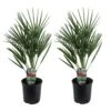 Chamaerops Humilis - Set De 2 - Palmier - Pot 15cm - Hauteur 50-60cm