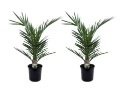 Phoenix Canariensis - Set De 2 - Palmier Dattier - Pot 15cm - Hauteur 50-60cm