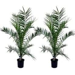 Phoenix Canariensis - Set De 2 - Palmier Dattier - Pot 19cm - Hauteur 80-100cm