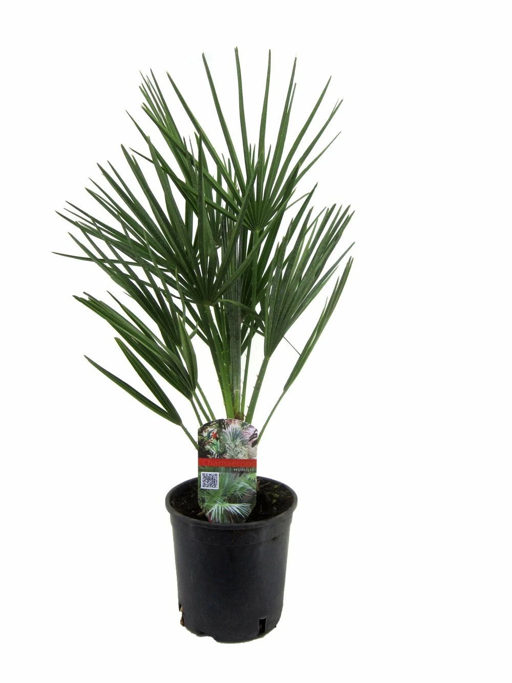 Chamaerops Humilis - Palmier Nain Européen - Pot 15cm - Hauteur 50-60cm 1 Chamaerops Humilis - Palmier Nain Européen - Pot 15cm - Hauteur 50-60cm