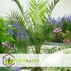 Phoenix Canariensis - Set De 4 - Palmier Dattier - Pot 15cm - Hauteur 50-60cm -Emerald Soldes 6426d614ecd697.43632698