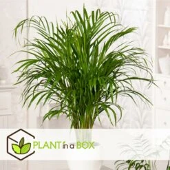Dypsis Lutescens - Areca Gold Palm - Pot 17cm - Hauteur 60-70cm 7 Dypsis Lutescens - Areca Gold Palm - Pot 17cm - Hauteur 60-70cm -Emerald Soldes 6426d615b08ea6.01521839