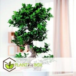 Ficus Ginseng S-shape - Japonaise Bonsai - Pot 20cm - Hauteur 55-65cm -Emerald Soldes 6426d635491757.30711161