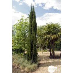 Cupressus Sempervirens Stricta : H. 250/300 Cm 5 Cupressus Sempervirens Stricta : H. 250/300 Cm -Emerald Soldes 64282 001