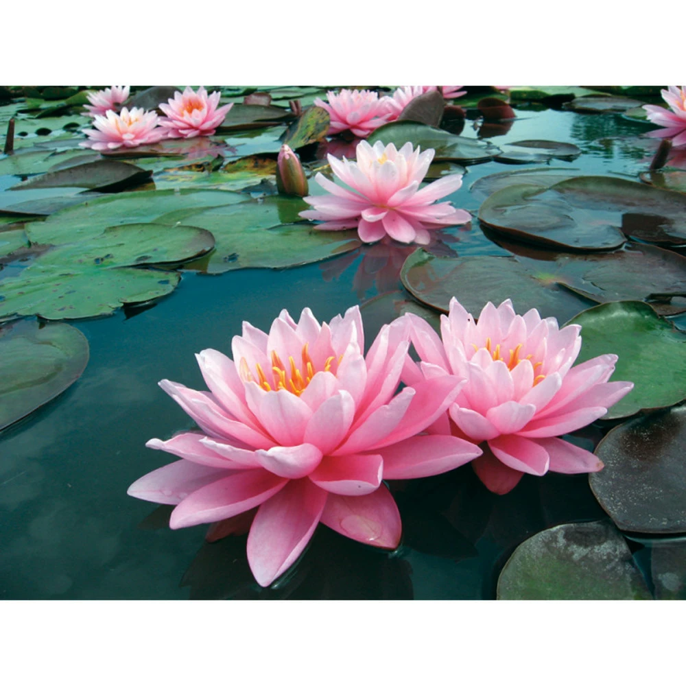 Nymphaea 'pink Sunrise' 1 Nymphaea 'pink Sunrise'