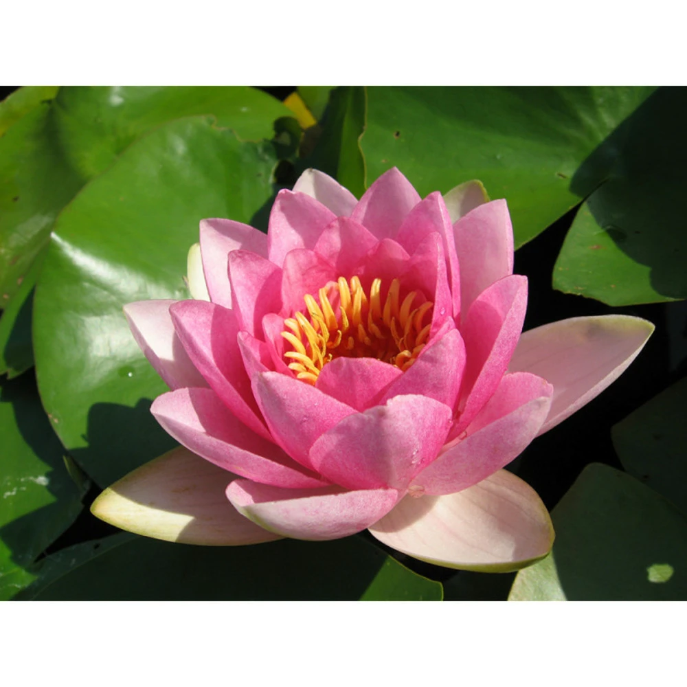 Nymphaea 'masaniello' 1 Nymphaea 'masaniello'